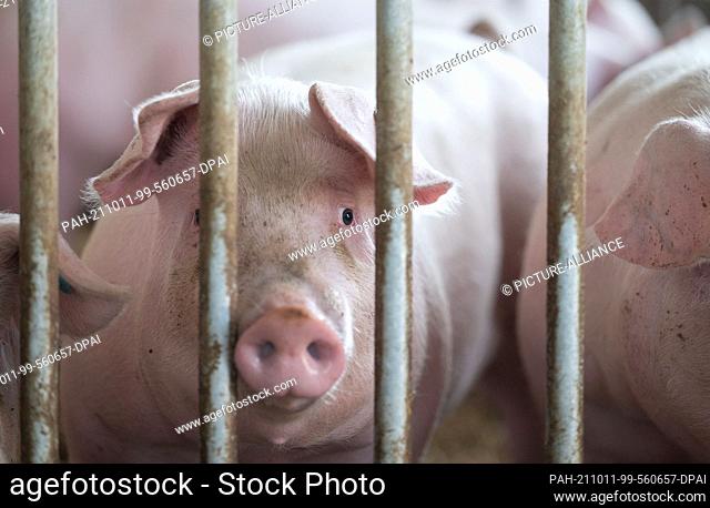 11 October 2021, Baden-Wuerttemberg, Böhmenkirch: Pigs lie in the pen of an animal welfare pig house. The barn is one of several new