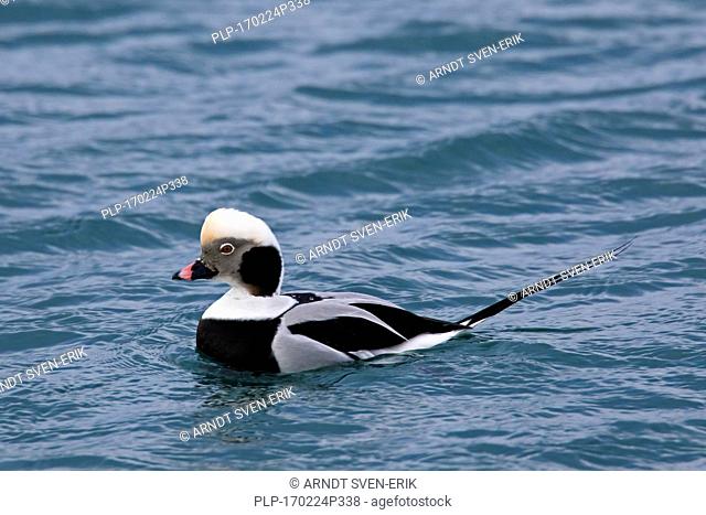 Long-tailed duck (Clangula hyemalis) male swimming at sea in winter