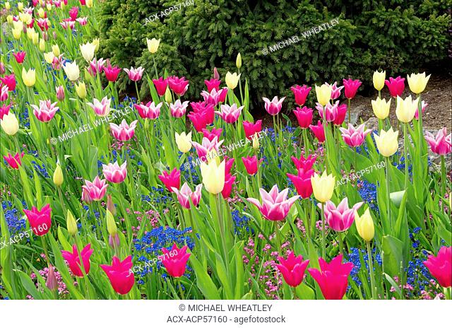 Tulips, Butchart Gardens, Brentwood Bay, Vancouver Island, British Columbia, Canada