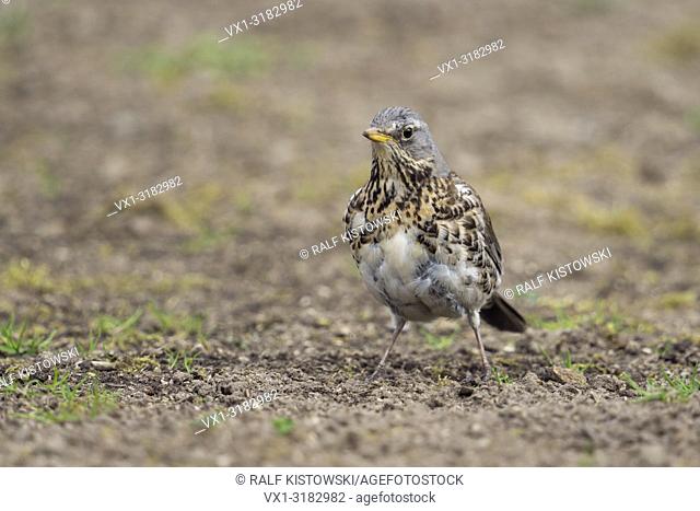 Fieldfare ( Turdus pilaris ) in Breeding dress, sitting on the ground, watches attentively, nice colors, soft light