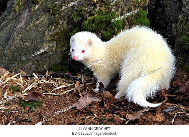 Ferret Albino ferret Mustela putorius furo. Picardy, France