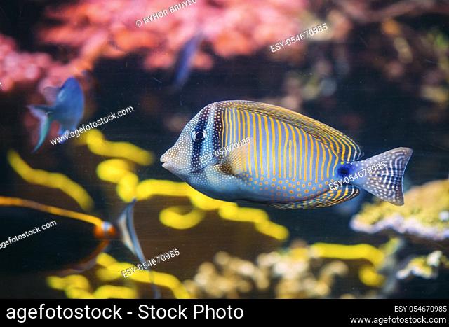 Kole Tang Or Spotted Surgeonfish Or Goldring Surgeonfish Or Yellow-eyed Tang Fish Ctenochaetus Strigosus Swimming In Water