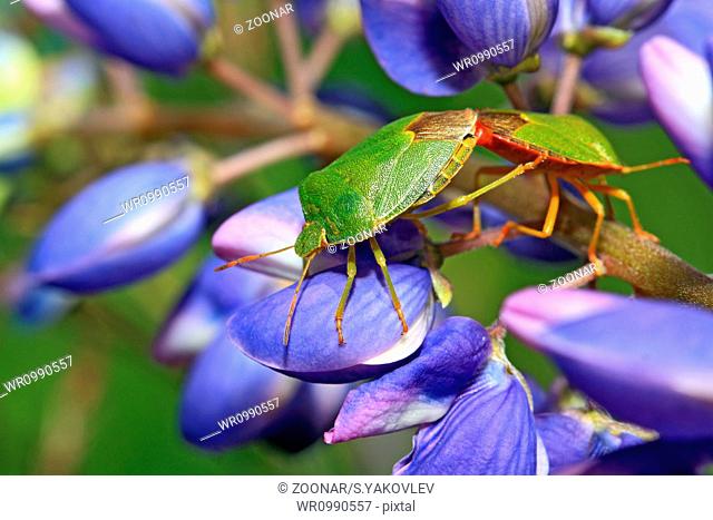 two green bedbugs on turn blue lupine