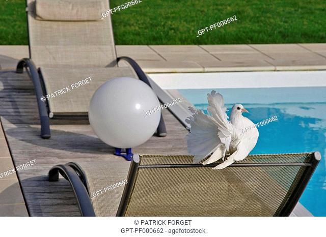 WHITE PIGEON SUNBATHING BY A SWIMMING POOL, FRANCE