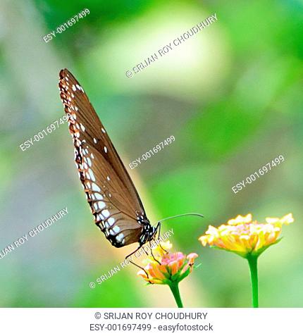 Common Crow Butterfly on a flower