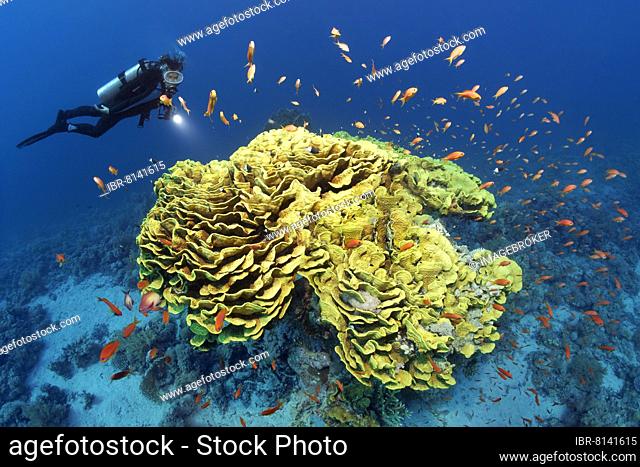 Diver looking at calyx coral or twisted lettuce coral (Turbinaria reniformis), yellow, red sea basslets (Pseudanthias taeniatus), Ras Muhammed National Park