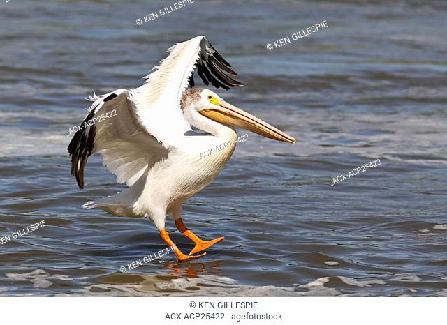 American White Pelican landing on the Red River. Lockport, Manitoba, Canada