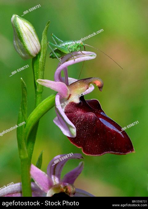 Speckled Bush-cricket (Leptophytes punctatissima) first instar young, resting on Horseshoe Orchid (Ophrys ferrum-equinum) flower sepals, Peloponesos