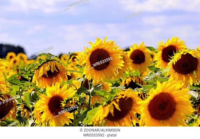 Sonnenblumen mit blauem Himmel