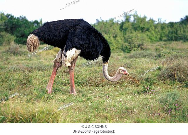 South African Ostrich, Struthio camelus australis, Addo Elephant Nationalpark, South Africa, Africa, adult male