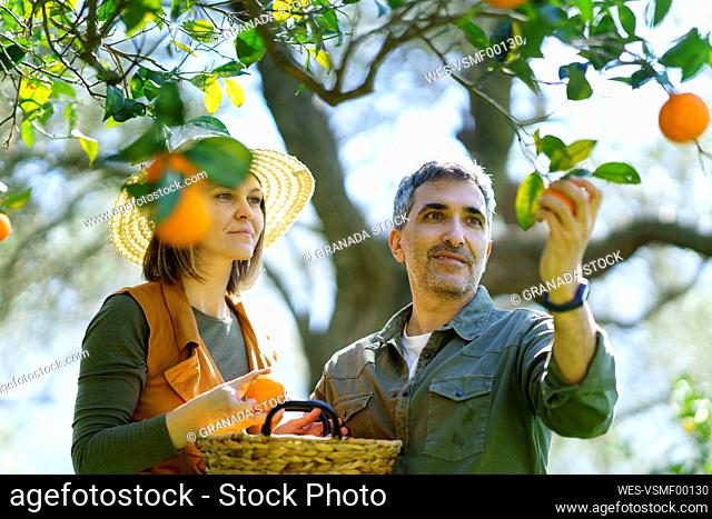 Couple picking organic oranges from a tree