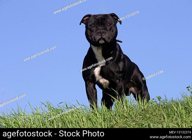 Staffordshire Bull Terrier dog outdoors