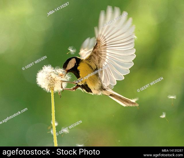 great tit is flying on a dandelion stem seeds flying away