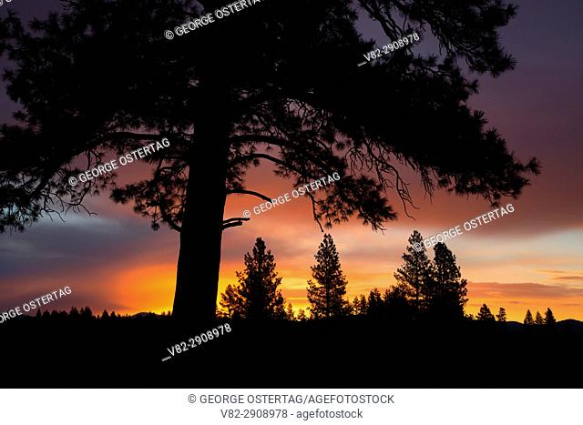Ponderosa pine sunrise near Cabin Lake, Deschutes National Forest, Oregon