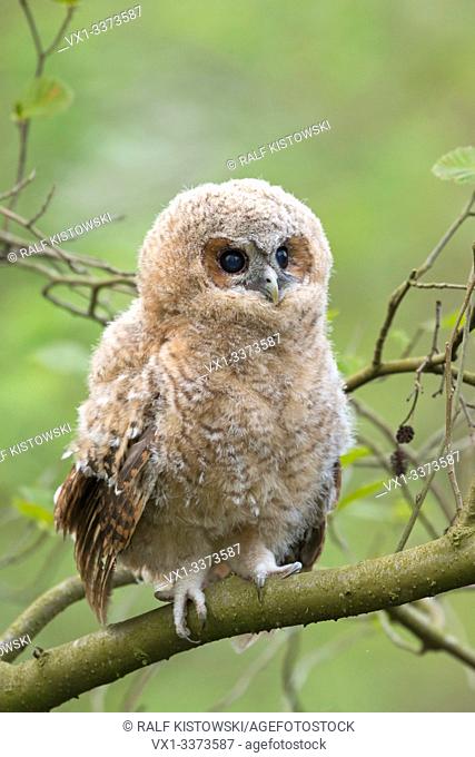 Tawny Owl / Waldkauz ( Strix aluco ), young fledgeling, owlet, moulting chick, perched on a branch, its dark brown eyes wide open, cuteness, wildlife, Europe