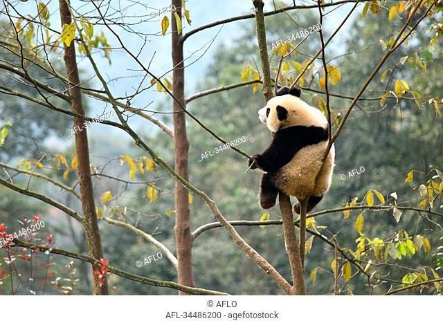 Giant Panda, China