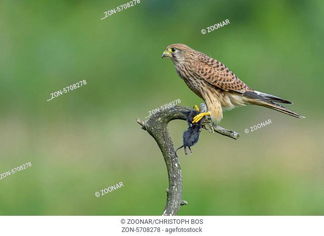 Turmfalke, Falco tinnunculus, Common Kestrel