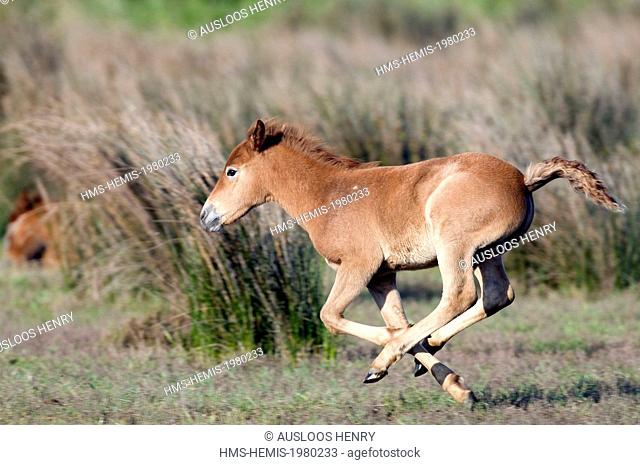 France, Camargue, Camargue horse (Equus caballus), foal