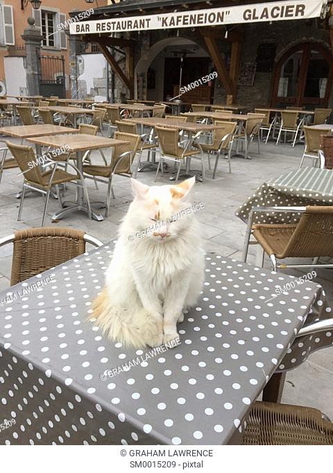 A cat sits on a restaurant table, Conflans, Savoie, France, Europe