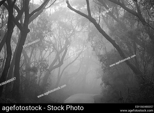 Misty road through bush land in Blue Mountains, Australia