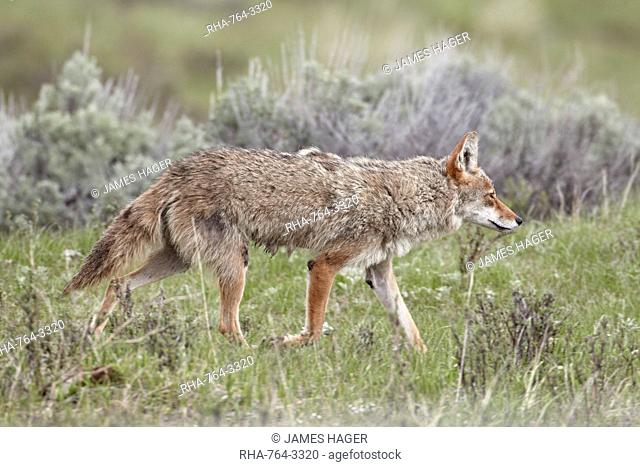 Coyote Canis latrans, Yellowstone National Park, UNESCO World Heritage Site, Wyoming, United States of America, North America