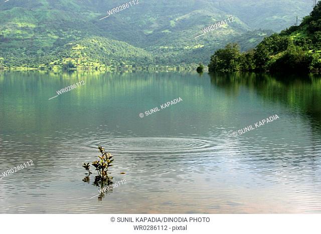 Small tender plant and big round ripple in Mulshi Lake , Pune , Maharashtra , India