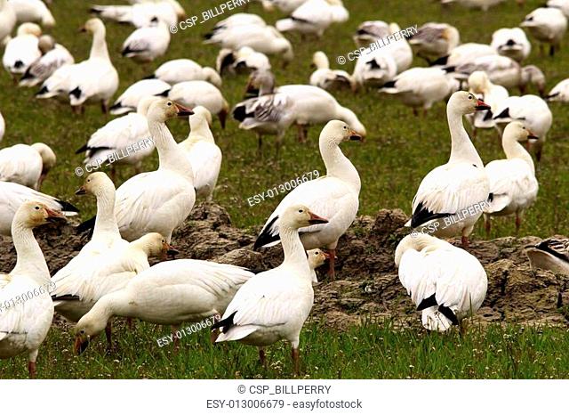 Snow Geese Flock Close Up Skagit County Washington