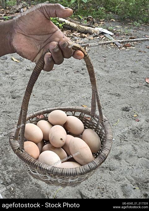 Megapode eggs harvested from nesting ground of Melanesian Megapode Megapodius eremita Savo Island, Solomon Islands, South Pacific