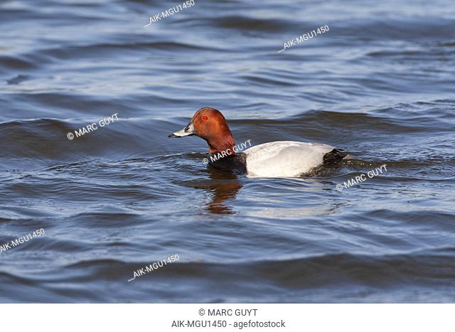 Adult Common Pochard (Aythya ferina) during spring swimming in the freshwater lake Starrevaart near Leidschendam in the Netherland