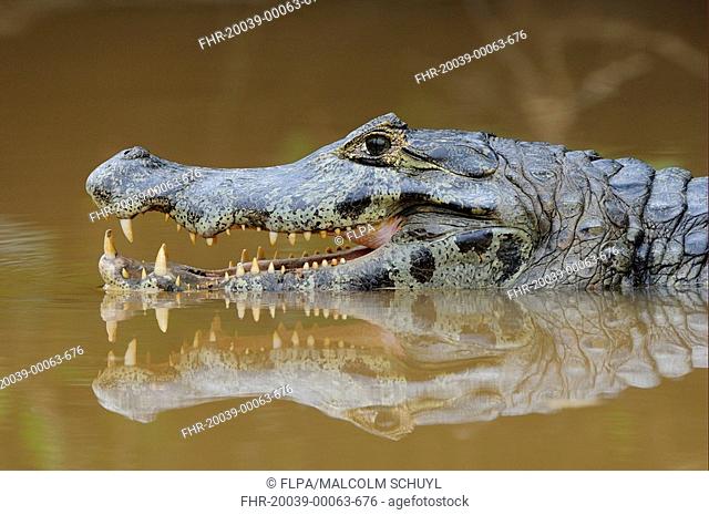 Paraguayan Caiman Caiman yacare adult, close-up of head, thermoregulating with mouth open in water, Pantanal, Mato Grosso, Brazil