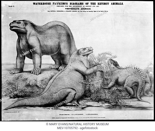 Sheet 3 of a series of posters by Benjamin Waterhouse Hawkins c. 1862, showing Iguanodon and Hylaeosaurus
