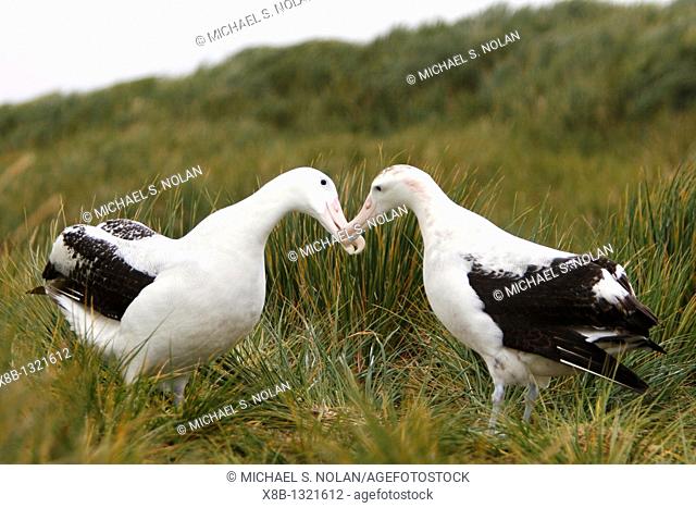 Adult wandering albatross Diomedea exulans exhibiting courtship behavior on Prion Island, which lies in the Bay of Isles towards the west end of South Georgia...