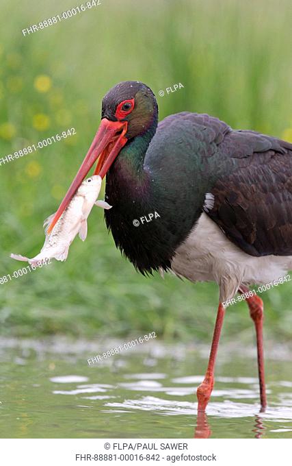 Black Stork (Ciconia nigra) adult, standing in pond, feeding on fish, Hortobagy N.P., Hungary, May