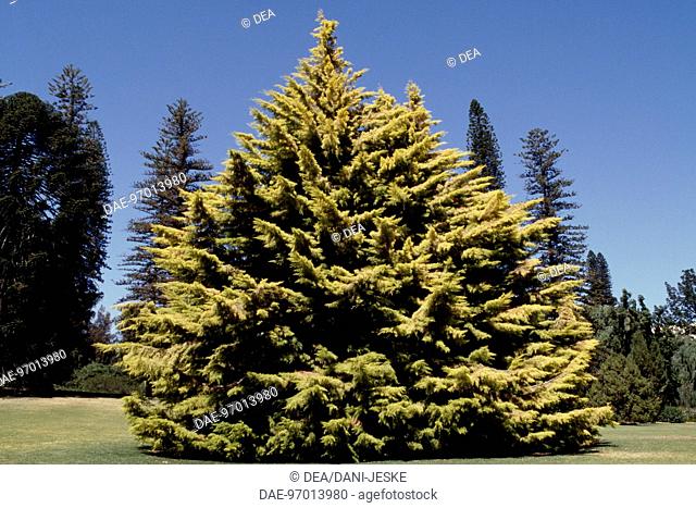 Monterey Cypress (Cupressus macrocarpa Stipulacea), Cupressaceae