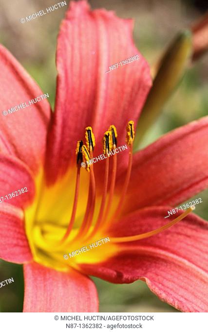 The daylilies or day lilies is an annual plant deciduous, After a bulb Family: Liliaceae from Asia