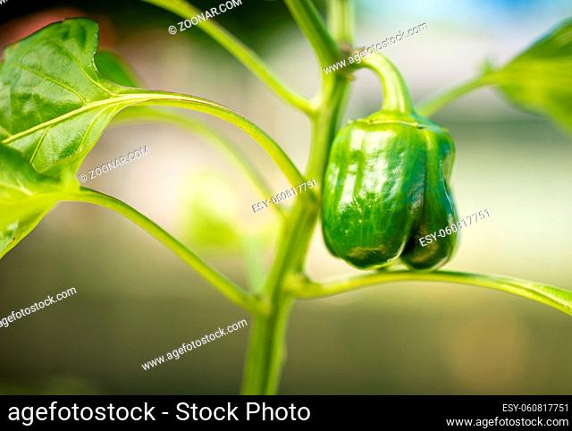 Water dripping down small green pepper has started in the garden