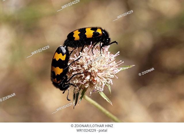 Mylabris variabilis, Blister beetle, Oil beetle