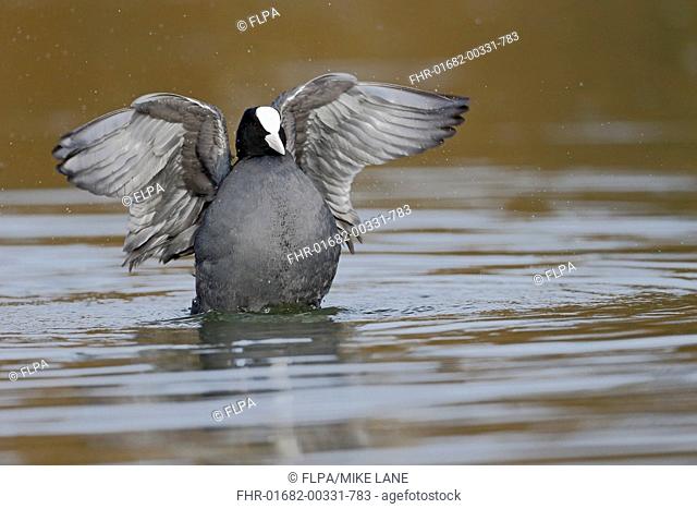 Common Coot (Fulica atra) adult, bathing, Warwickshire, England, March