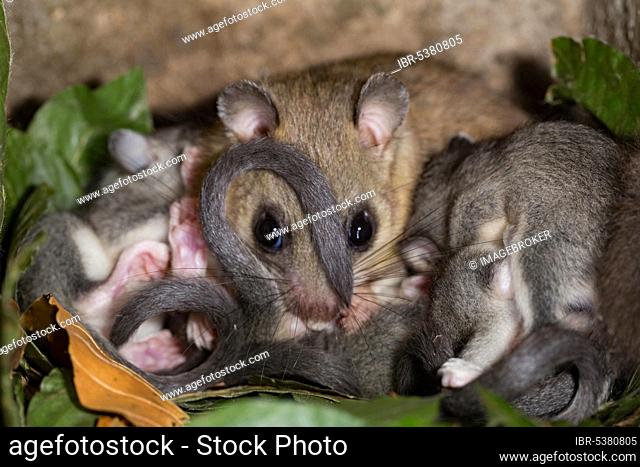 Edible dormouse (Glis glis), female with youngs