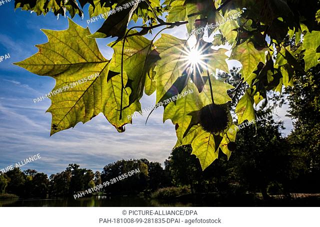 08 October 2018, Lower Saxony, Hanover: The sun glitters between the leaves of a chestnut tree at the Maschteich. Photo: Peter Steffen/dpa