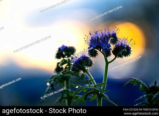 26 October 2023, Bavaria, Memmelsdorf: Dew drops hang from a Phacelia flower in a field as the autumn sun rises behind it