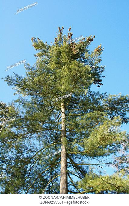 Pinus strobus, Weymouthkiefer, Eastern White Pine