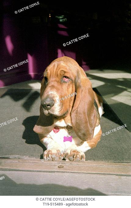 Basset hound Pickles (female) lying in doorway of store in Portsmouth, New Hampshire. USA