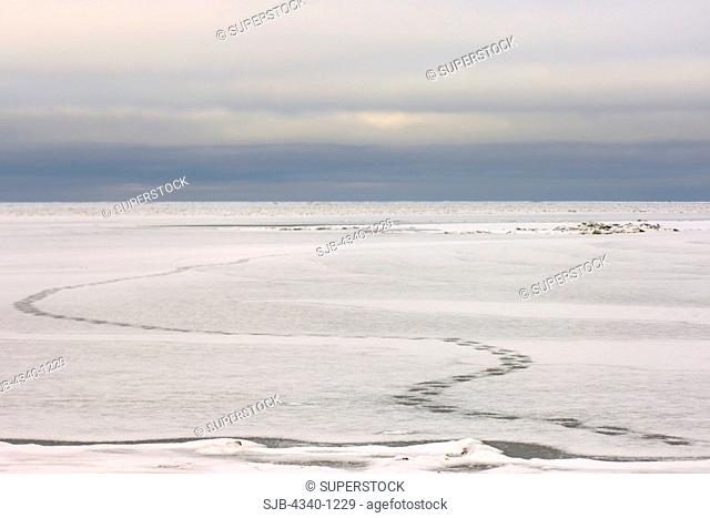 Polar Bear Footprints on the Pack Ice