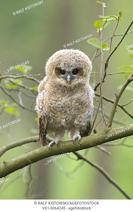 Tawny Owl / Waldkauz ( Strix aluco ), young, cute fledgling, owlet, moulting chick, perched on a branch, its dark brown eyes wide open, wildlife, Europe