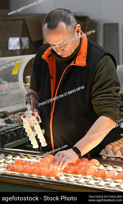 03 April 2023, Brandenburg, Wustermark: Employee Matthias Knuth checks the fresh eggs of the producer association ""Brandenburger Bio-Ei GmbH"" in the packing...