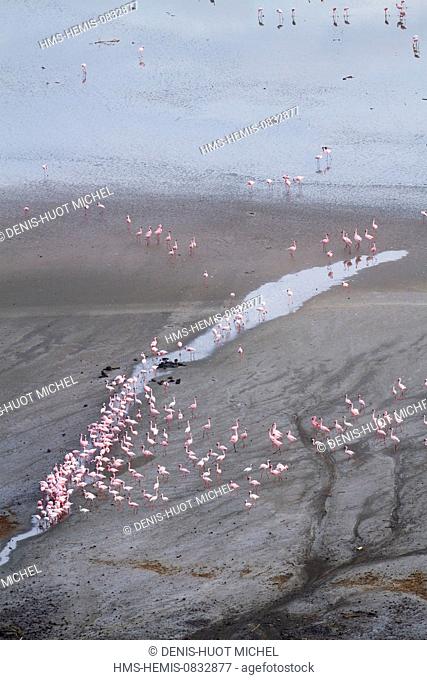 Kenya, Rift Valley, Magadi Lake, lesser flamingo (Phoeniconaias minor) (aerial view)