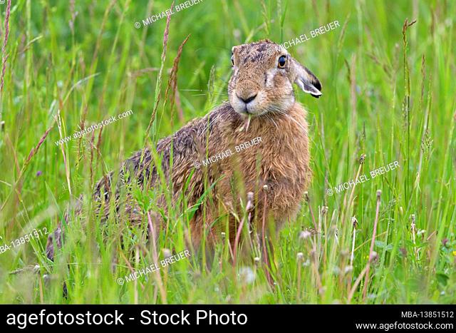 Brown hare (Lepus europaeus) in a meadow, May, spring, Hesse, Germany