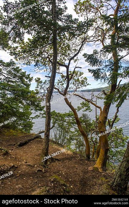 View of East Sound with Madrona trees in the foreground from the Obstruction Pass State Park Trail on Orcas Island in the San Juan Islands in Washington State