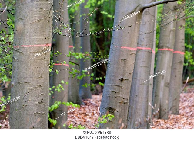 Marked trees ferested in the forest of Ulvenhout